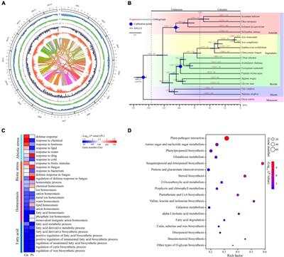 Genomic and transcriptomic analyses provide insights into valuable fatty acid biosynthesis and environmental adaptation of yellowhorn